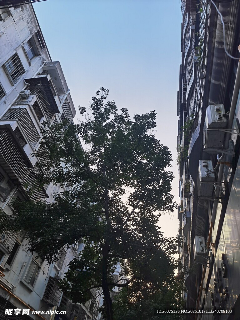 城市楼宇间的绿树景象