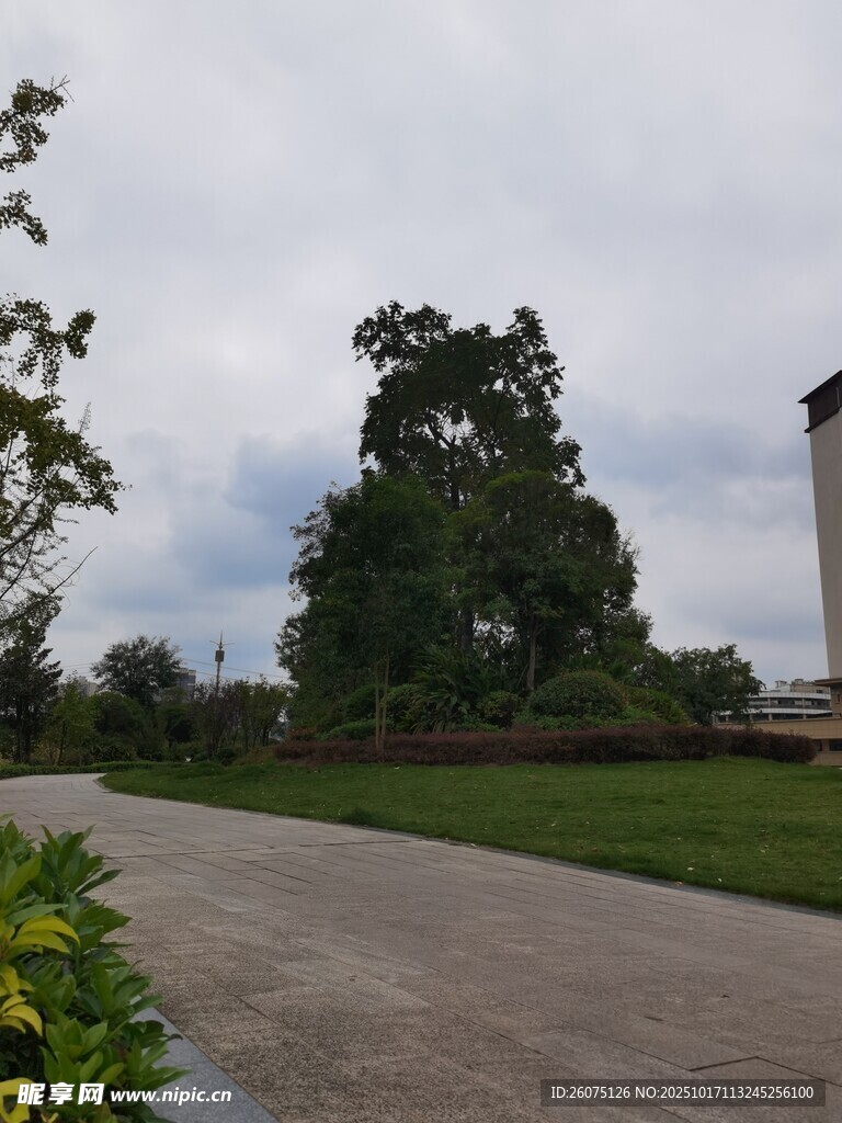 户外开阔的绿植道路场景
