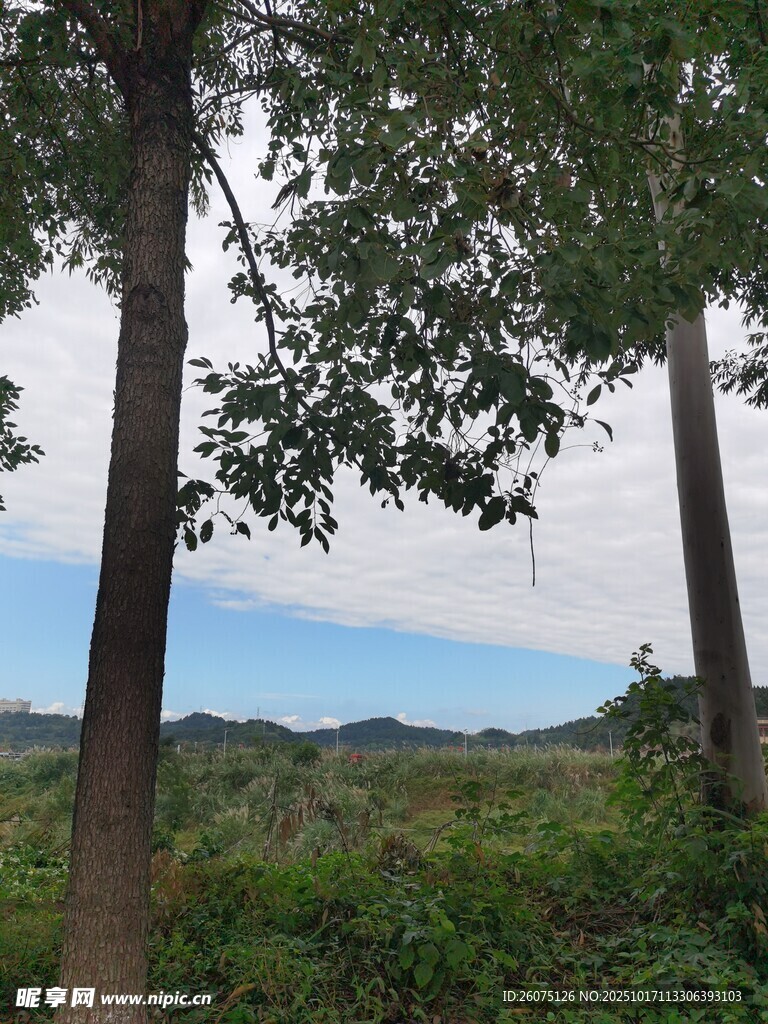 林间景致绿意盎然的自然
