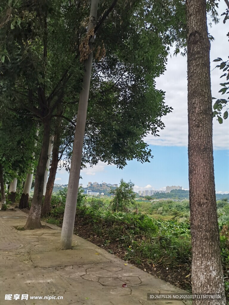 林荫小道旁的自然风光