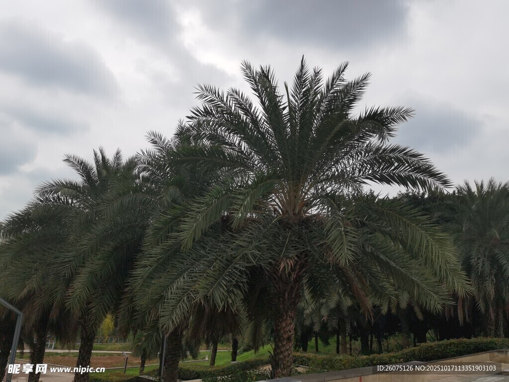 棕榈树林景观