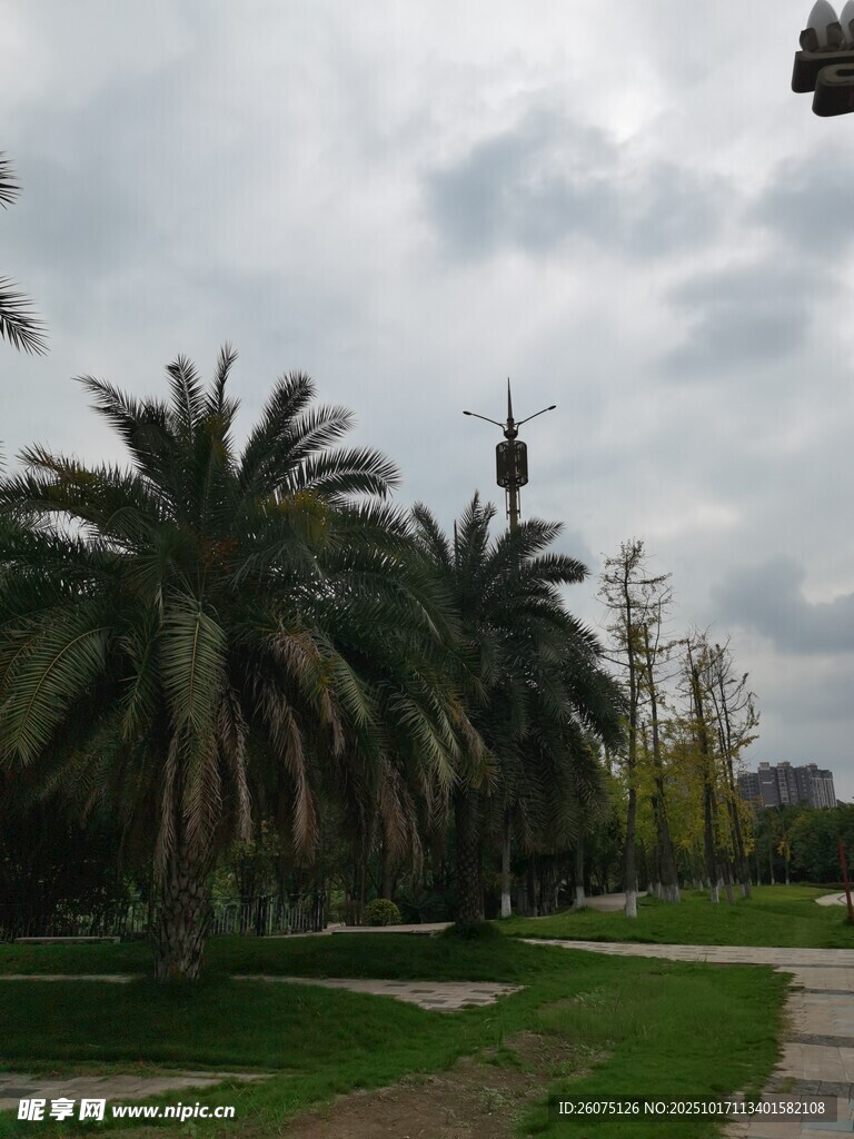 公园中的棕榈树景观