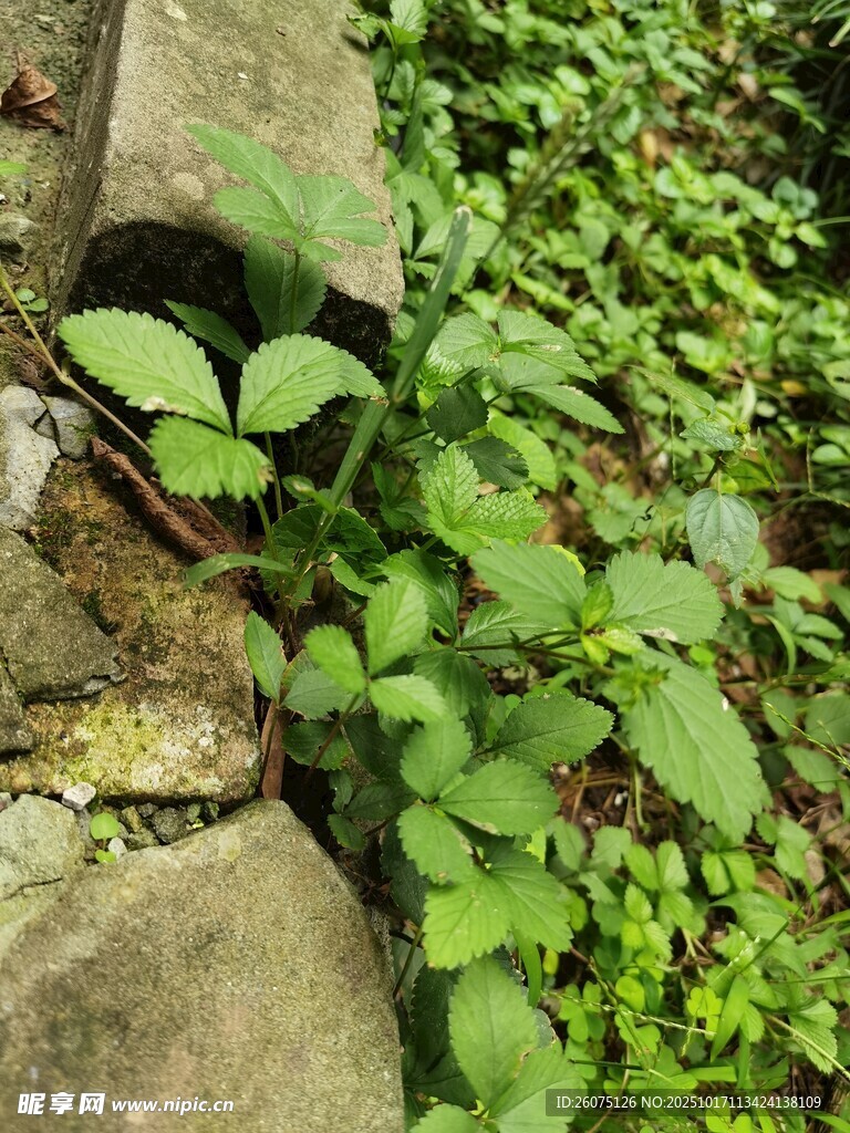 石缝中生长的嫩绿植物
