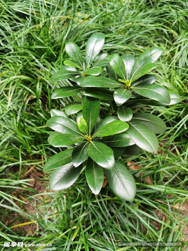 草地上的绿植盆栽