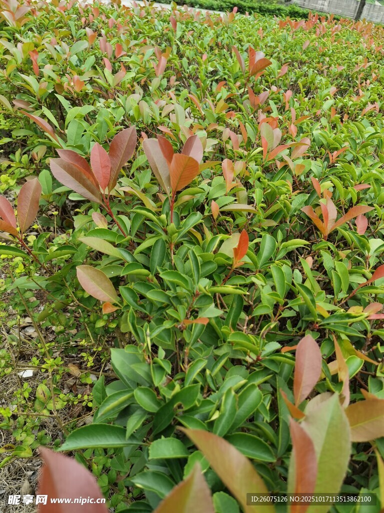 多彩红叶植物景观