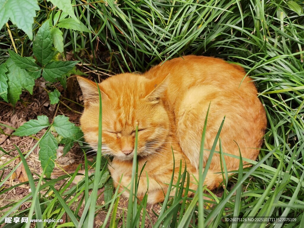草丛中的橘猫
