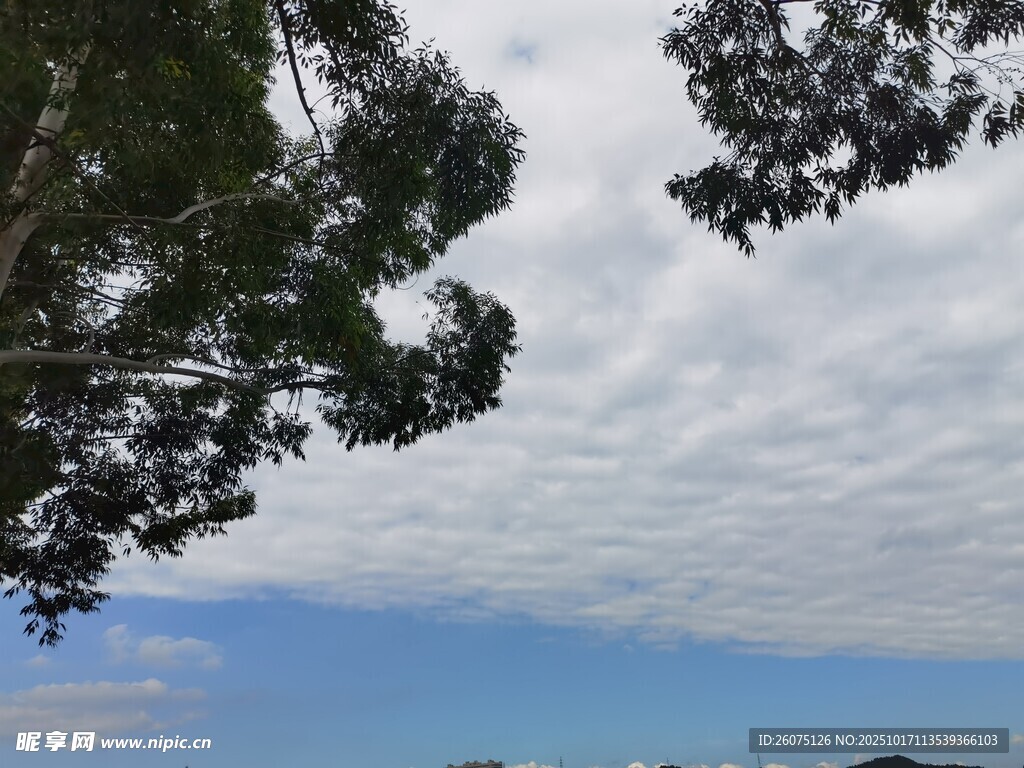 仰视树冠下的蓝天与云朵