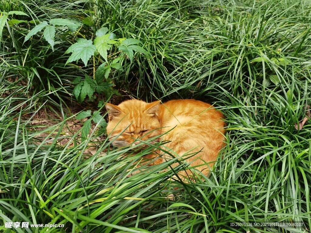 草丛中安睡的橘猫