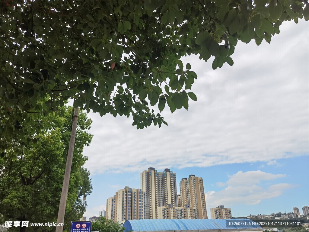 绿树掩映下的城市建筑群