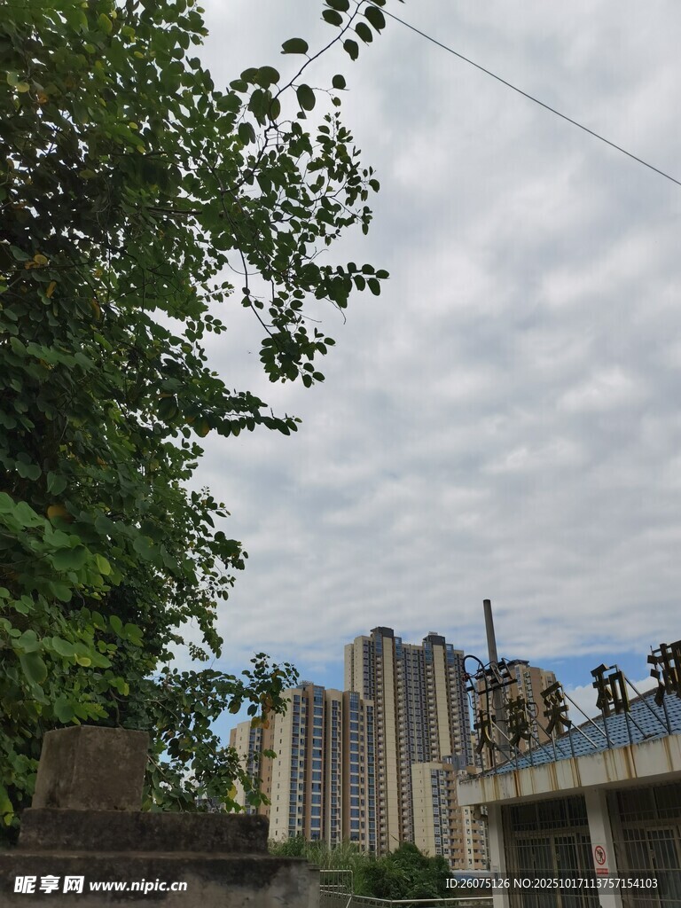 城市绿树与高楼景观
