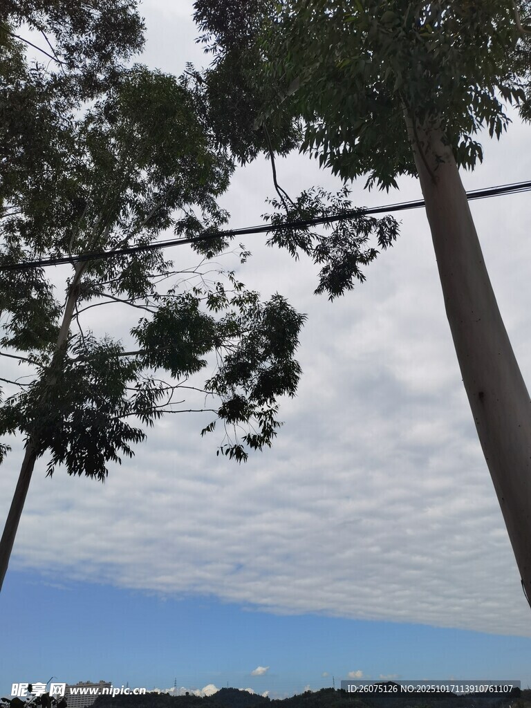 蓝天白云下的挺拔树木