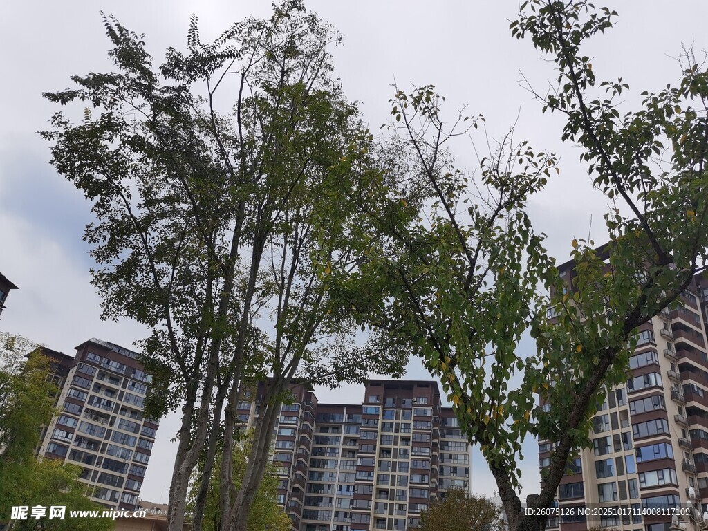 高楼间绿树挺立