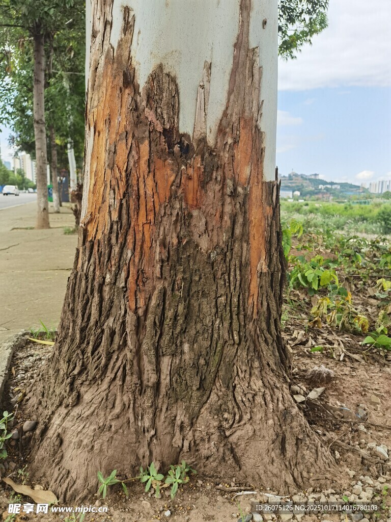 树干斑驳的独特树木景观