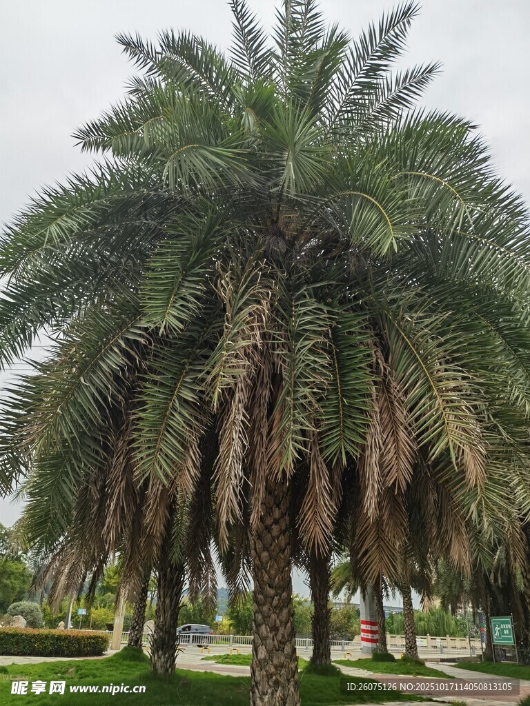 户外葱郁的高大棕榈树