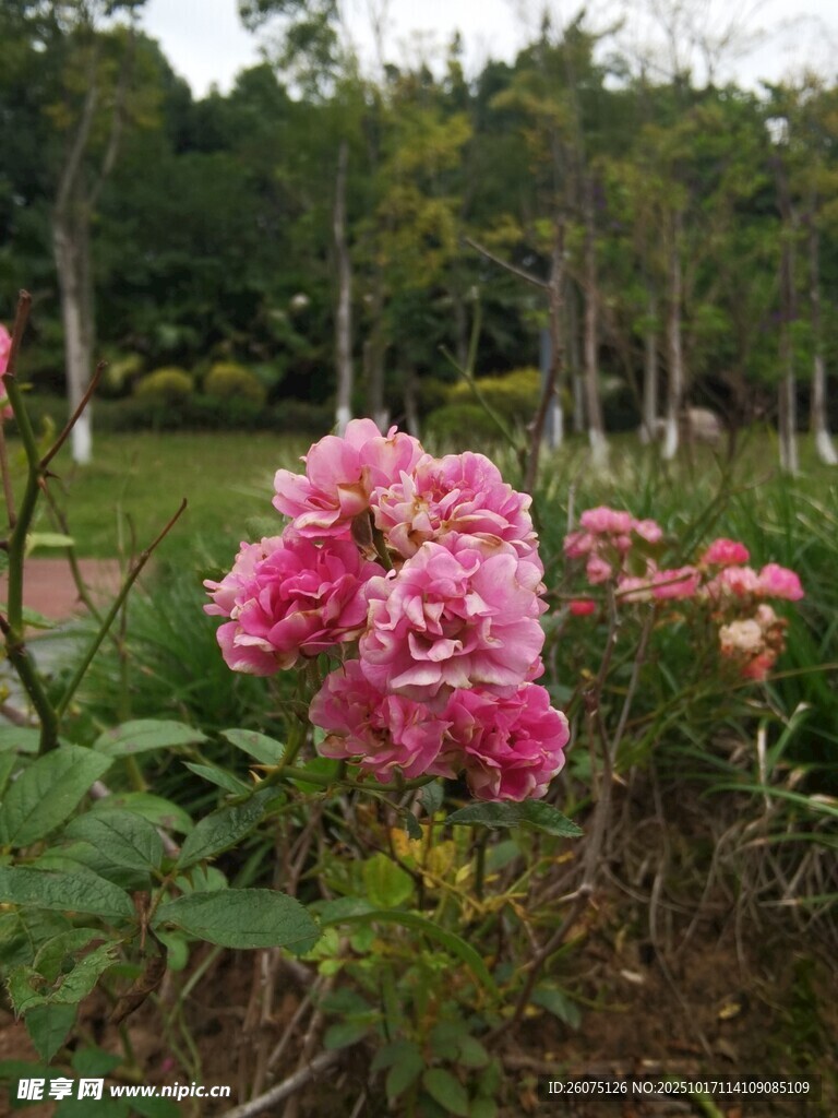 娇艳粉色花丛绽放美景