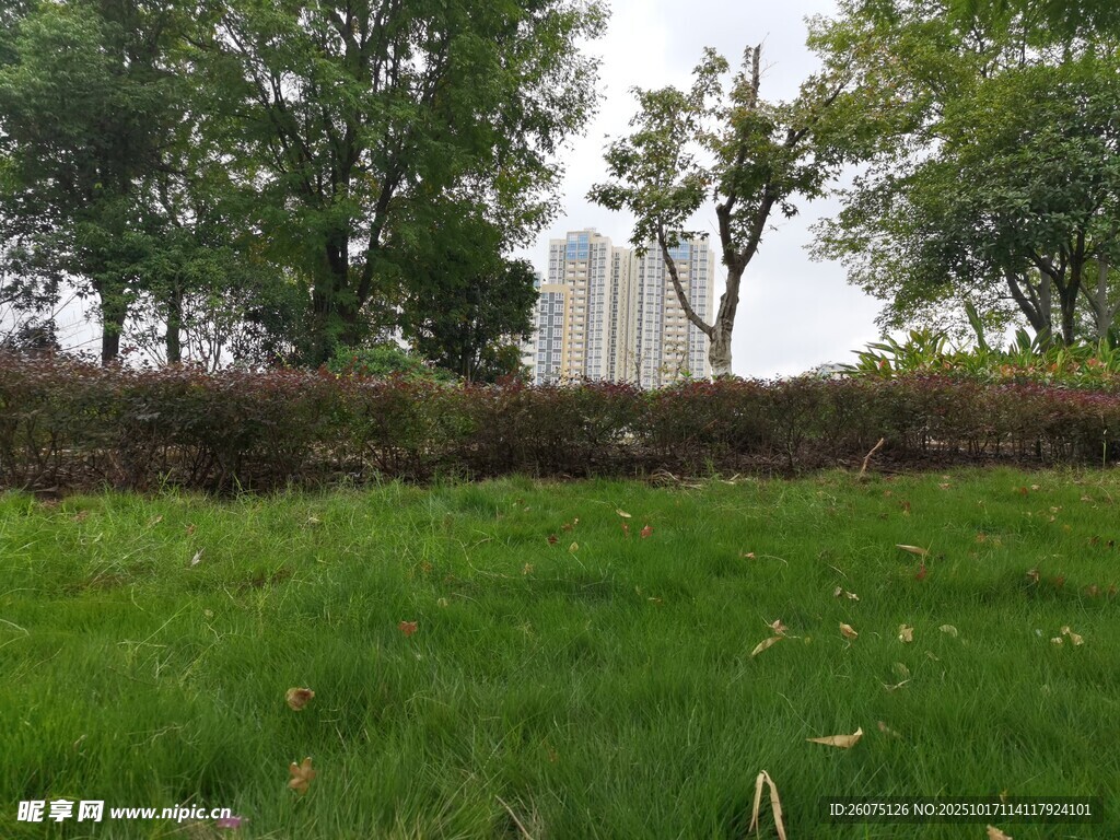 绿草如茵的户外景致