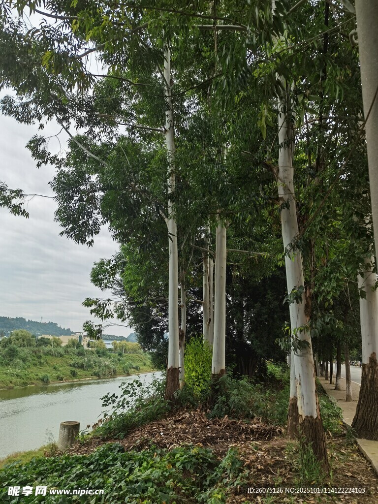 河畔树林景致