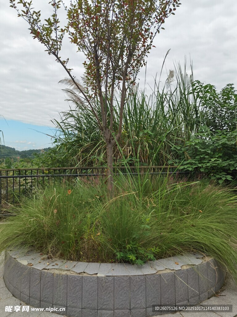 圆形花坛中的绿植景观