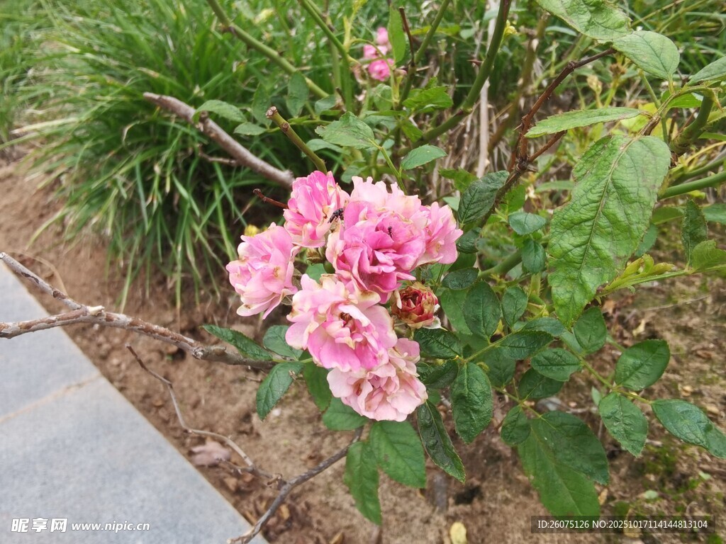 路边绽放的娇艳粉色花朵