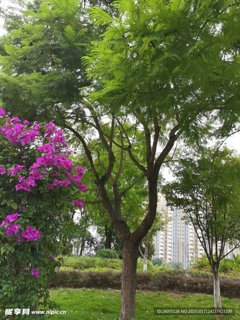 绿树繁花的清新户外景致