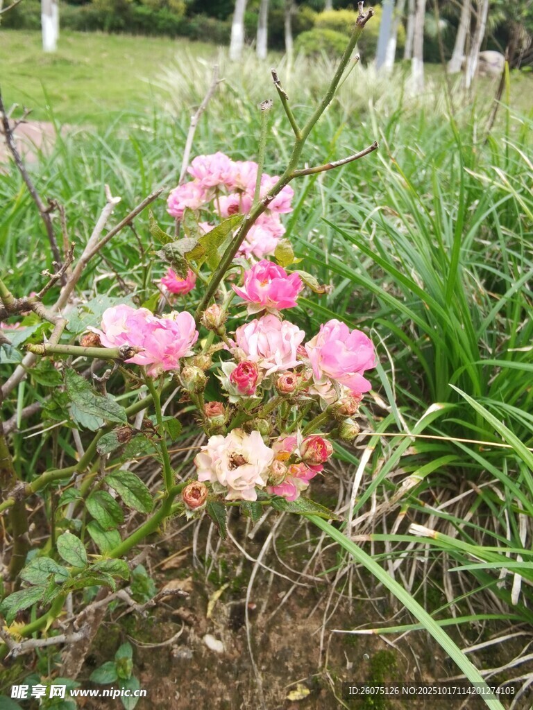 粉色小花绽放于绿草间