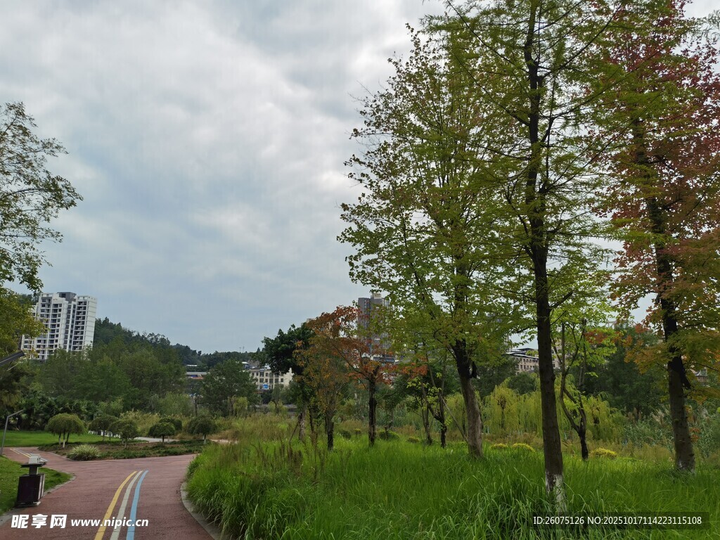 城市公园中的林荫步道