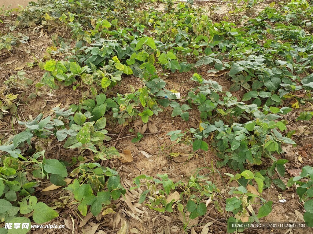 农田里的绿色植物
