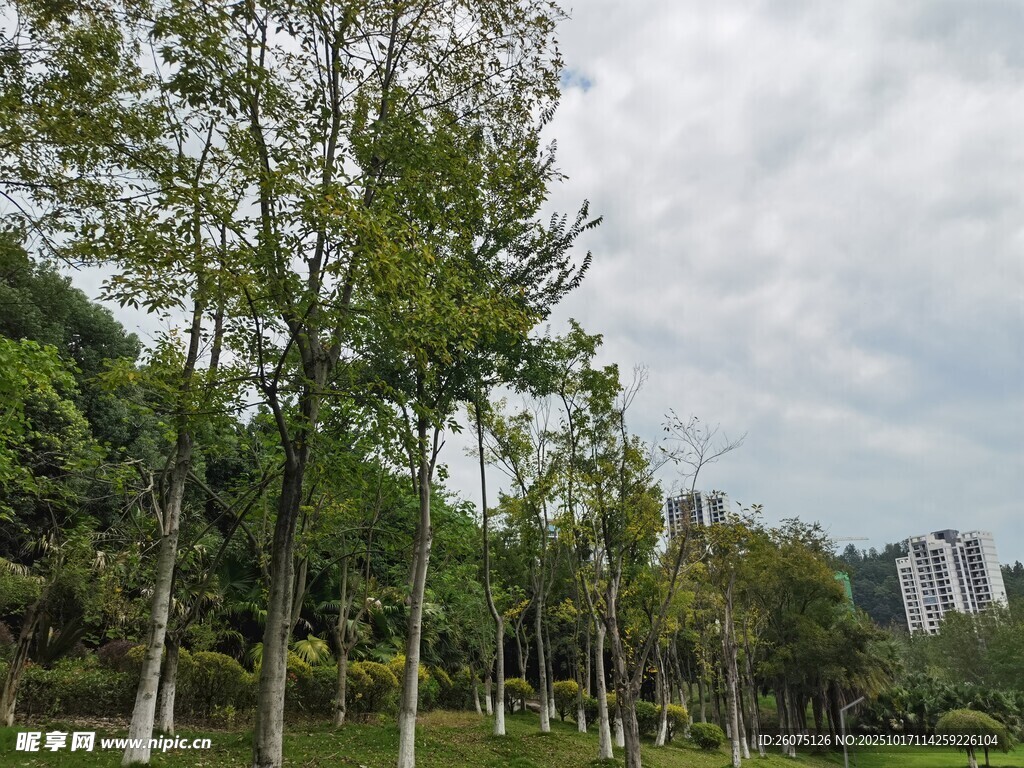 城市中的葱郁树林景观