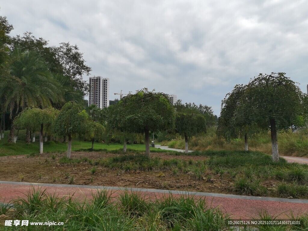 城市公园中的绿意景致