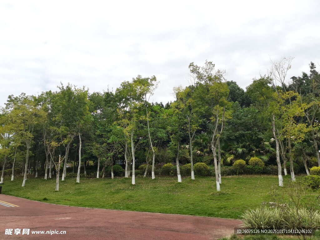 林荫红砖路绿意盎然景