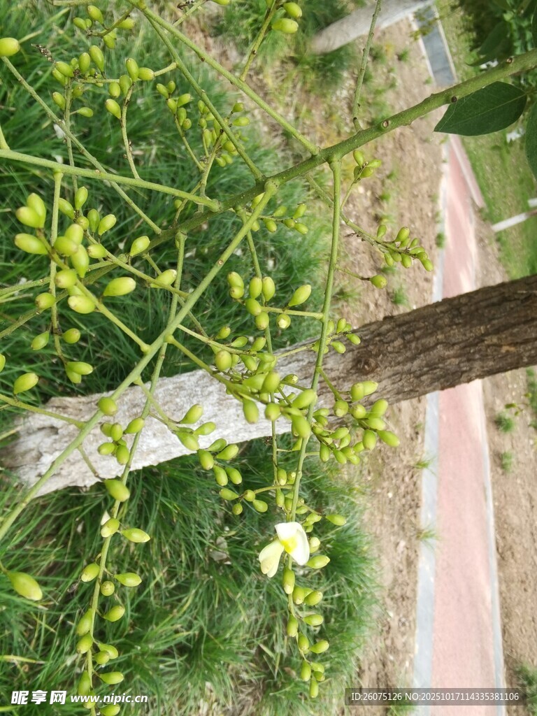 枝头绽放的清新黄色小花