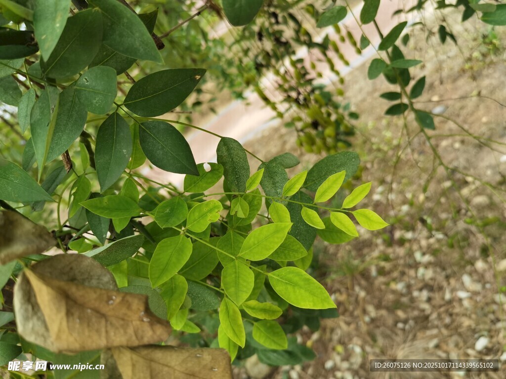 绿叶繁茂的植物特写