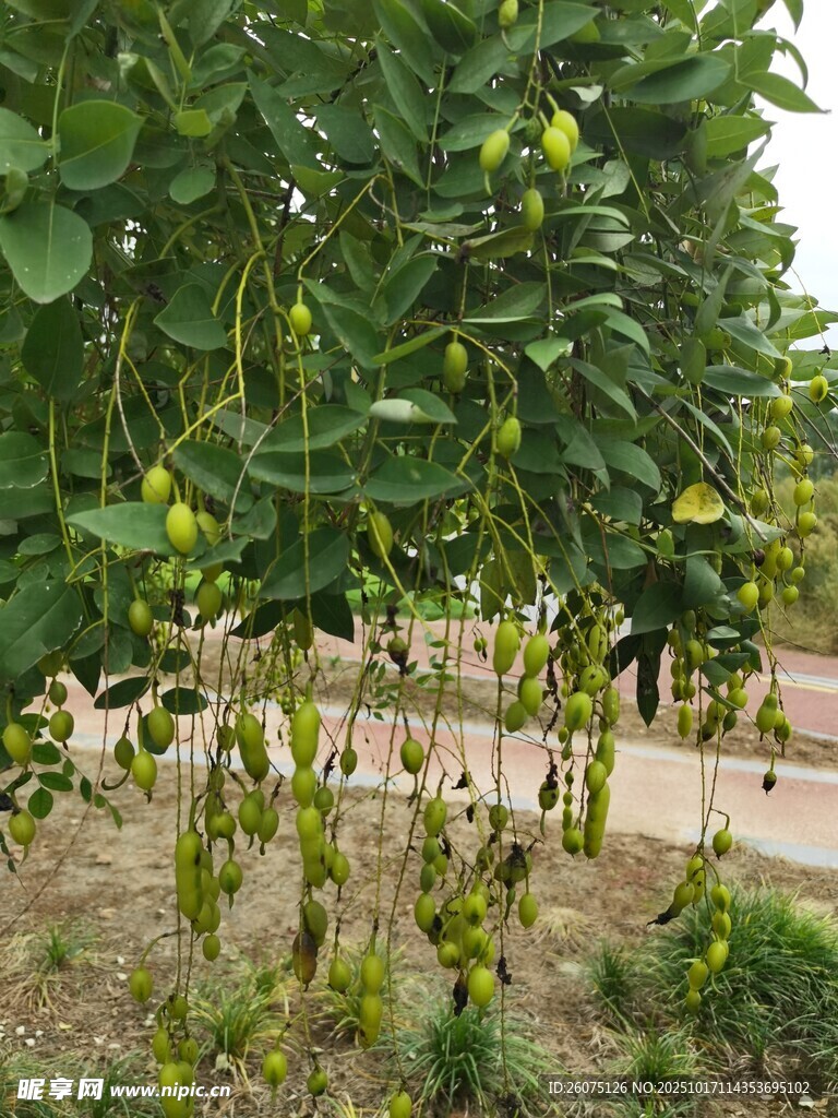 果园里的青皮核桃树