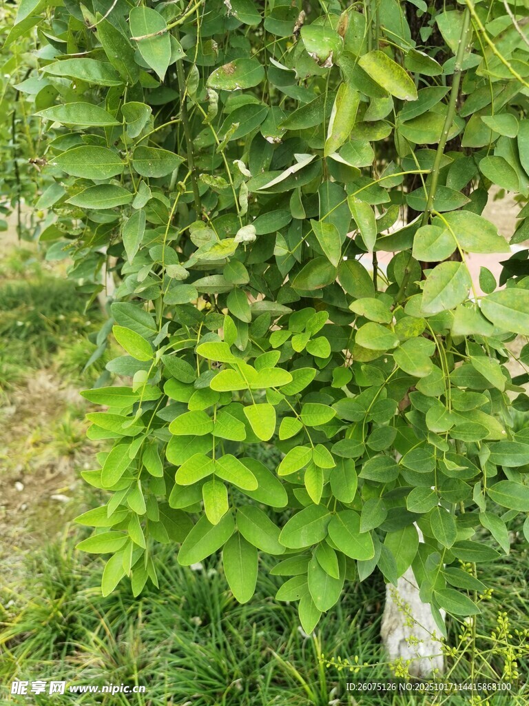 绿叶繁茂的树木景象
