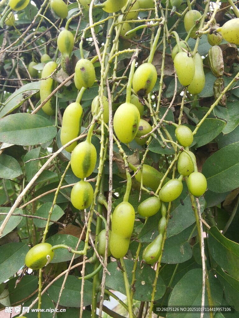 枝头累累的青绿色果实