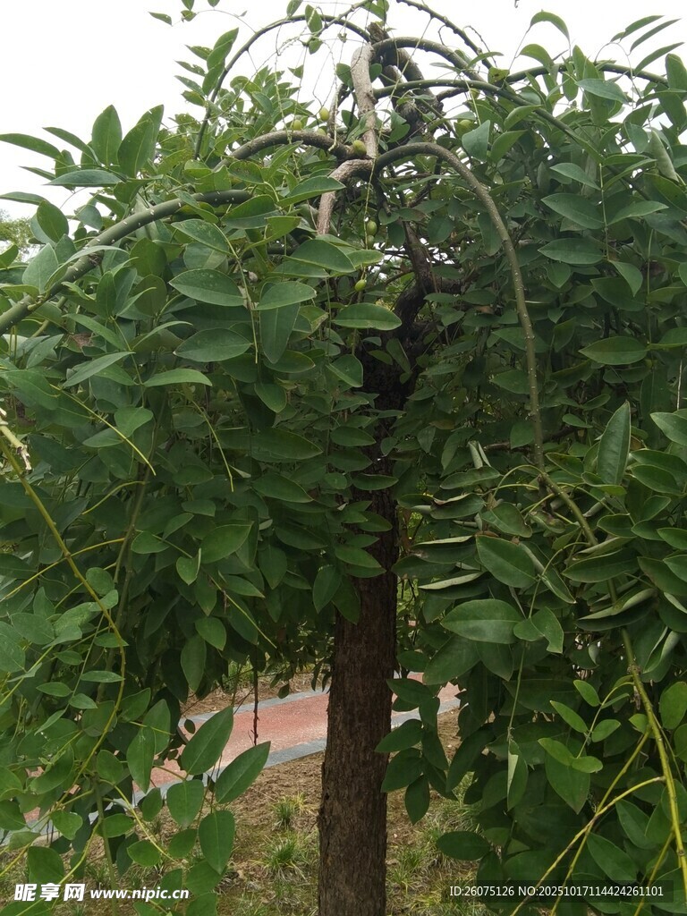 绿叶繁茂的树木