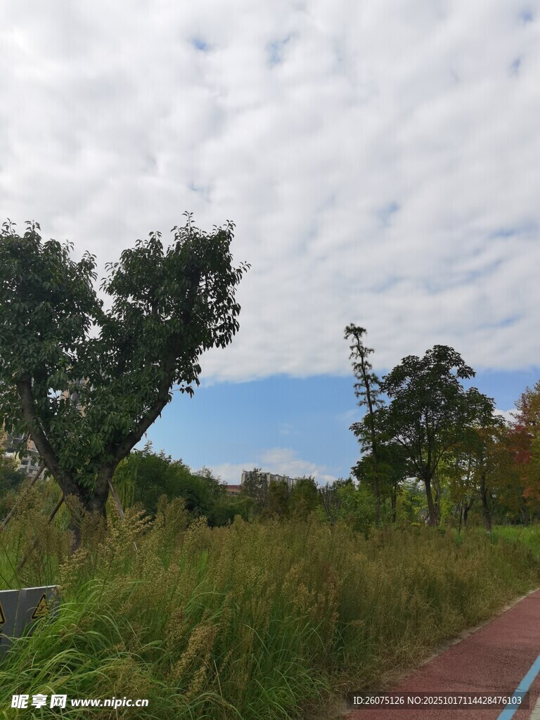 户外小径旁的绿植与天空