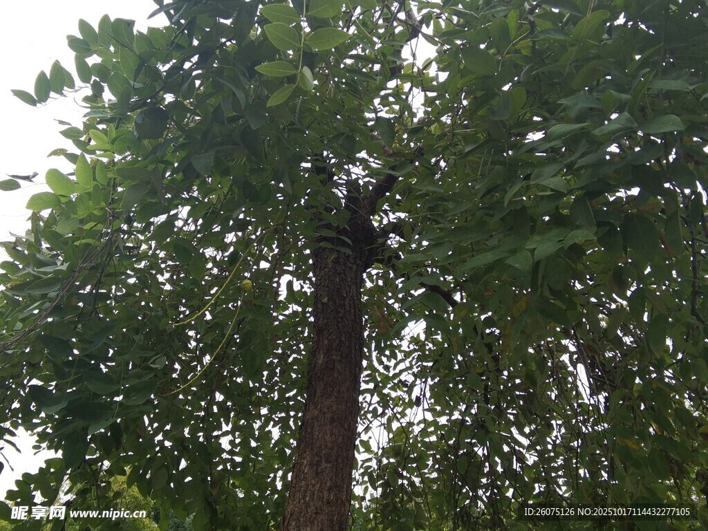 高大挺拔的绿树