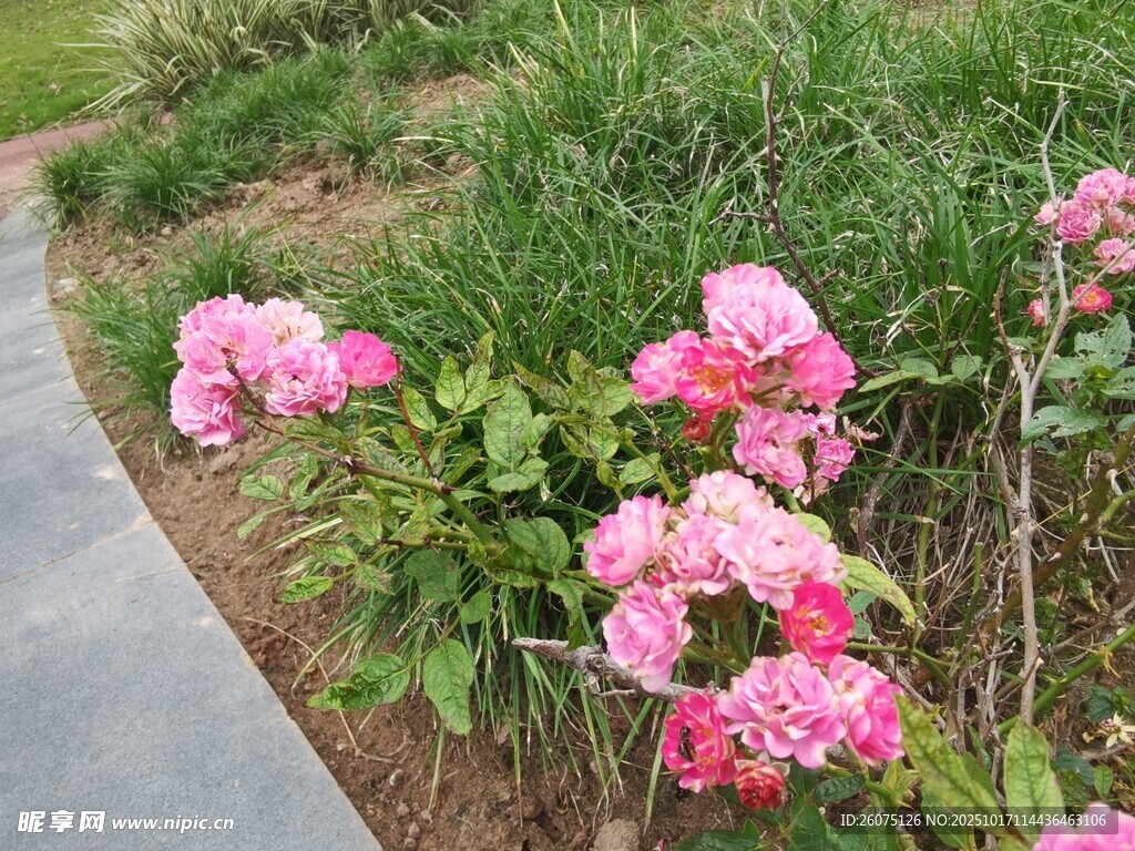 路边绽放的娇艳粉色花朵