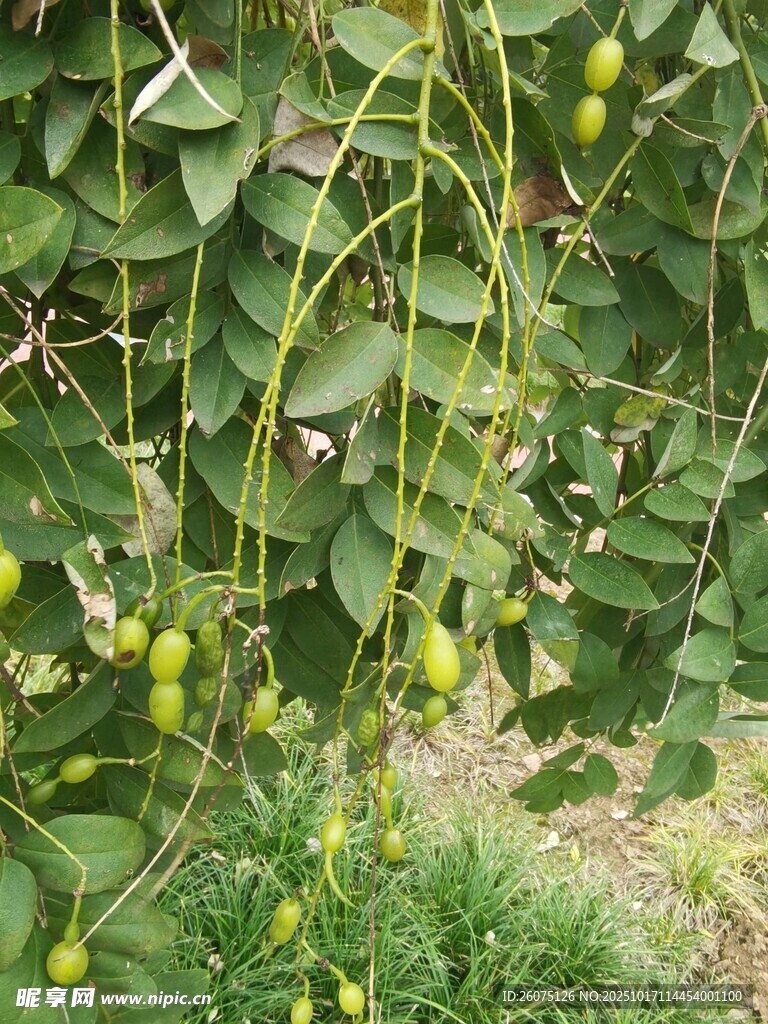 藤蔓上垂挂的绿色果实