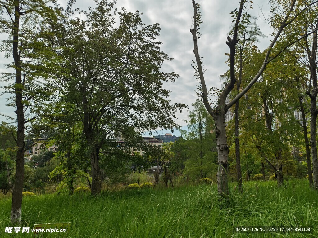 林间绿野自然静谧之景
