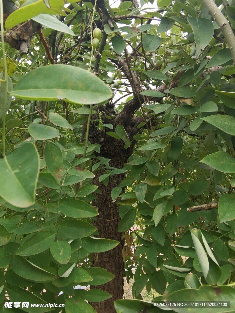 绿叶间的小鸟