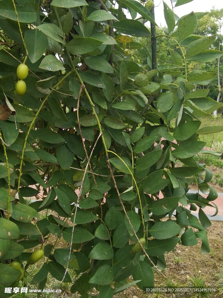 枝头挂着青绿色果实