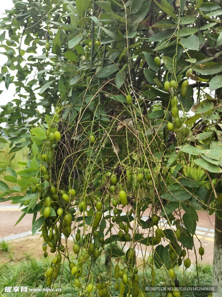 繁茂枝叶下的自然景致