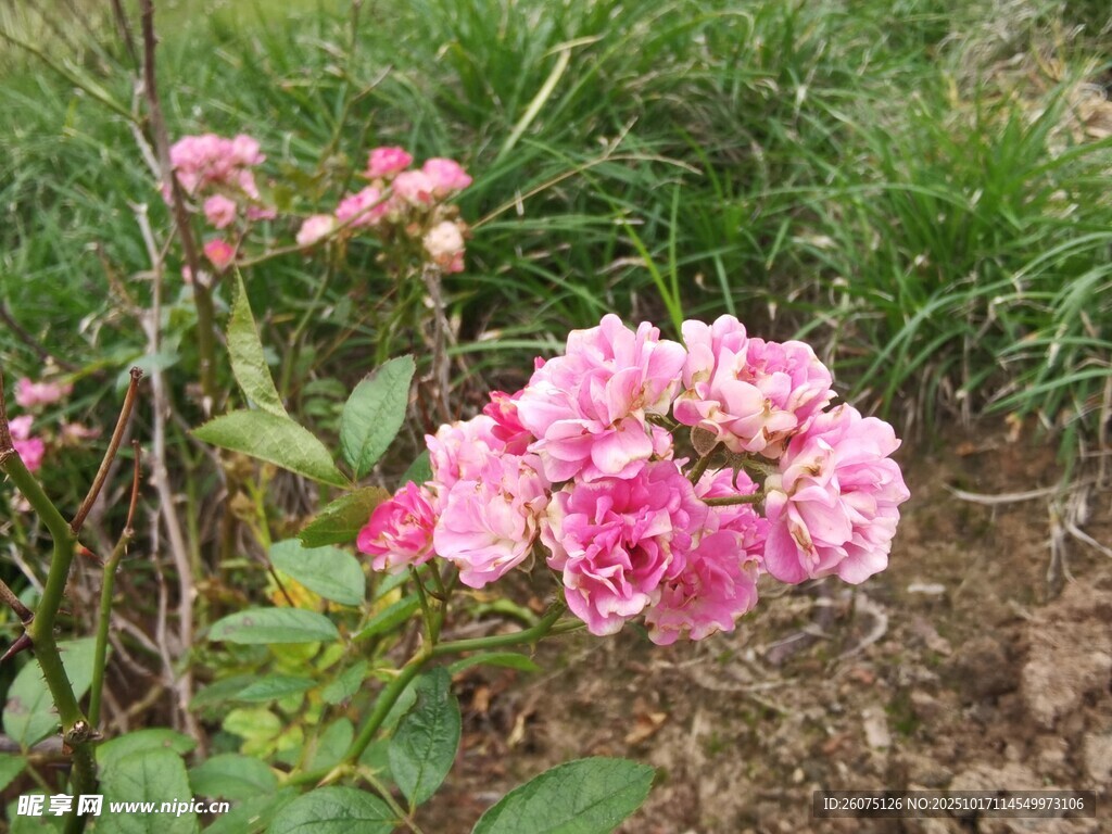 粉色娇艳月季花