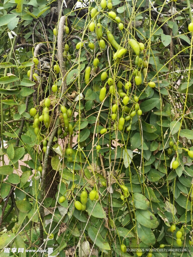 藤蔓上的黄绿色小果实