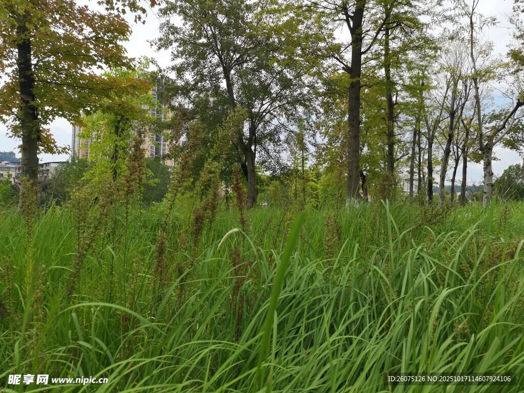 野外葱郁草地与树木景观
