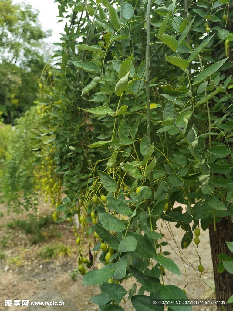 绿叶繁茂的户外树木景象