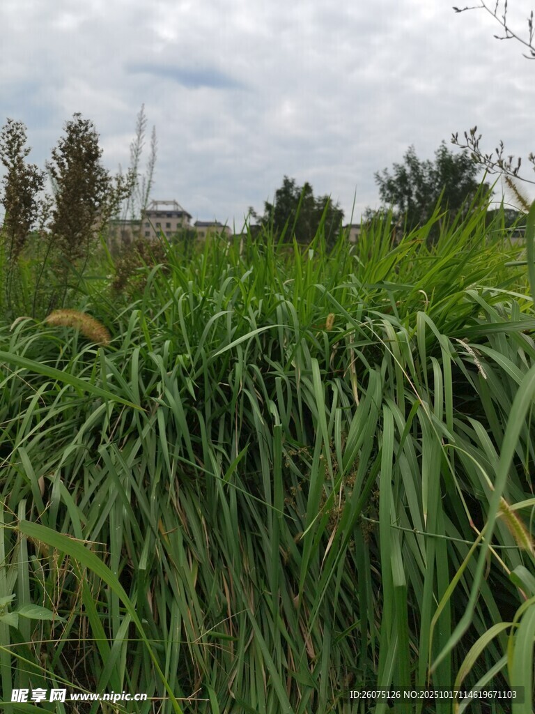 野外茂盛的绿色芦苇丛