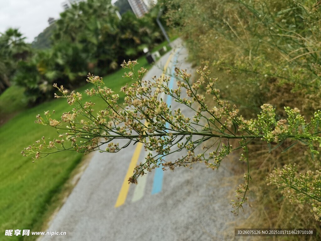 路边低垂树枝与多彩路面